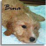 Bina