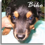 Biko